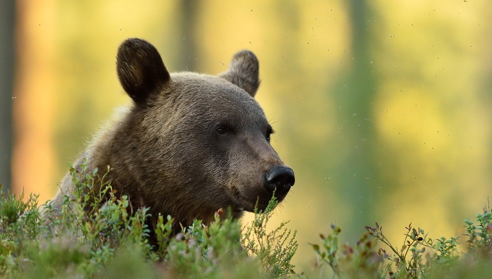 Brunbjörn i skog.