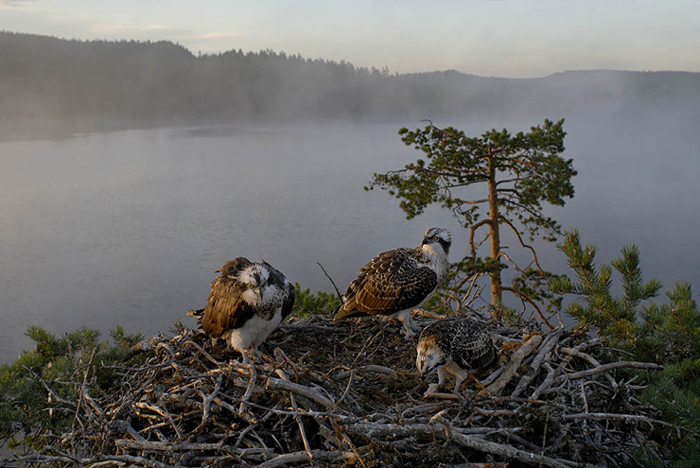 Foto: Göran Ekström