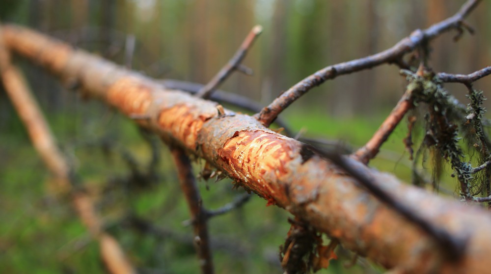 Foto: Johannes Hansen/Mostphotos