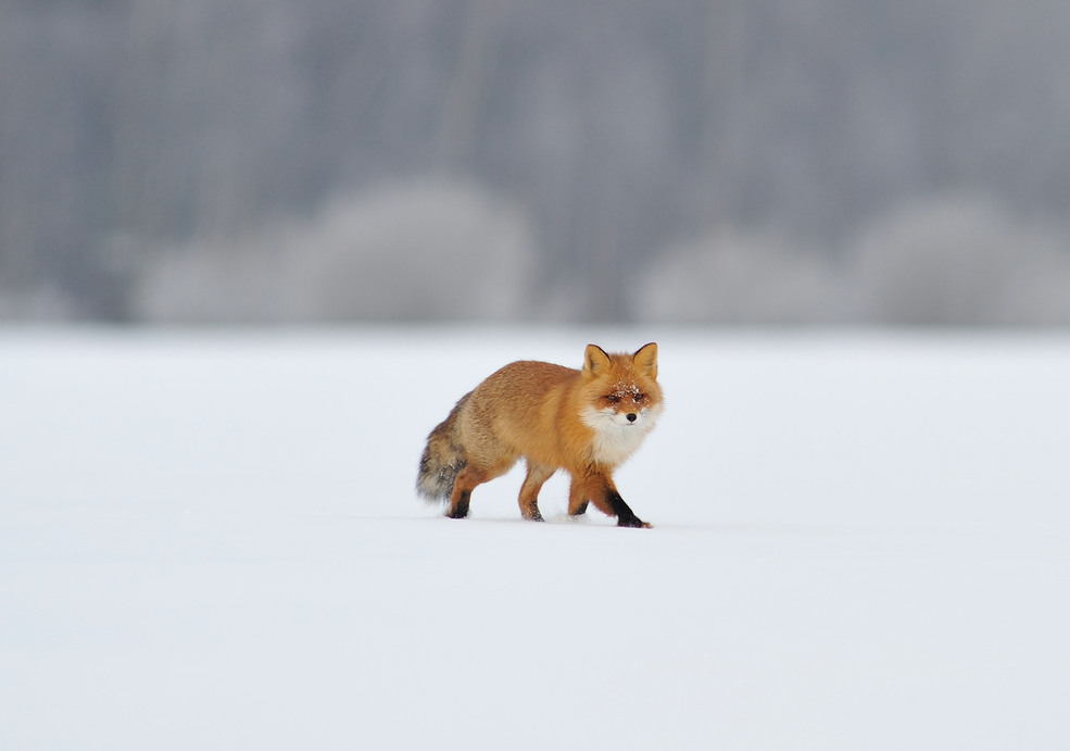 Red fox in winter