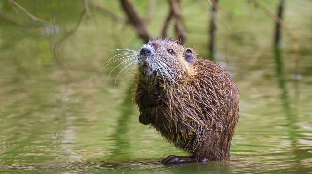 Foto: Sander Meertins/Mostphotos