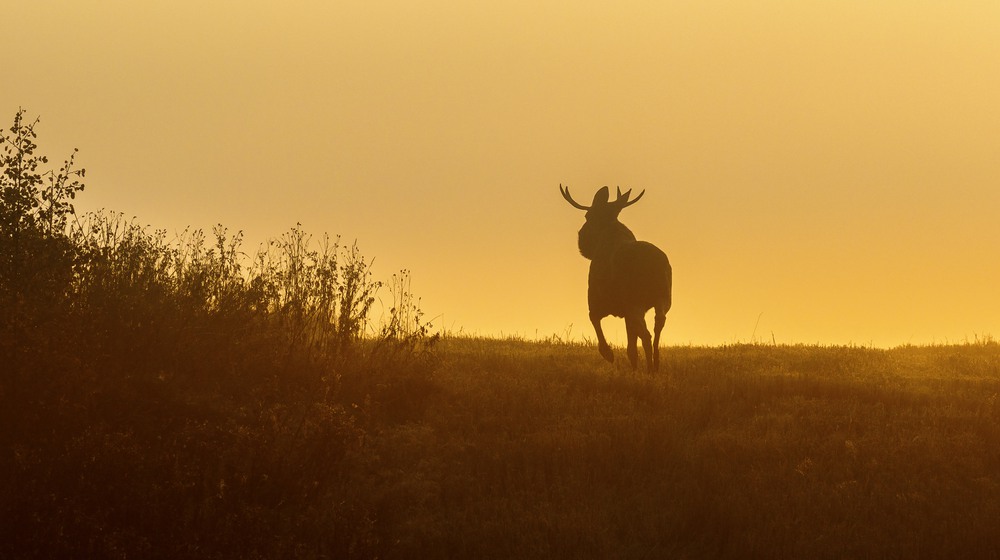 Foto: Lars Johansson/Mostphotos