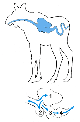 älgmage