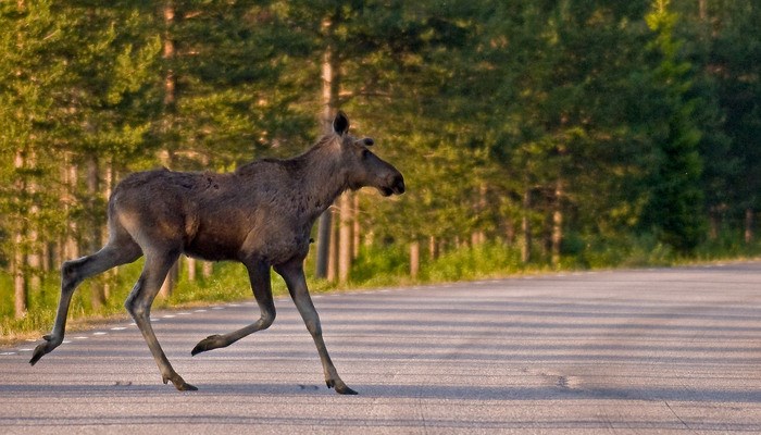 Älg på väg