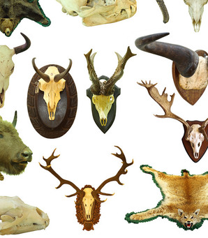 collection of isolated hunting trophies, game animals on white background