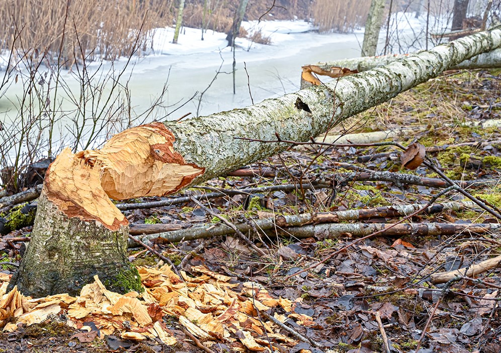 Färskt bävergnag är ett säkert tecken på att det kan finnas en bäverkoloni i närheten. Att reka sina jaktmarker i god tid innan jakten är A och O för att lyckas. Foto: Bluejakva/Mostphotos