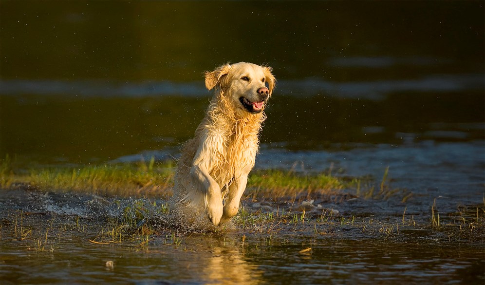 Golden Retriever. Foto: Oscar Lindvall