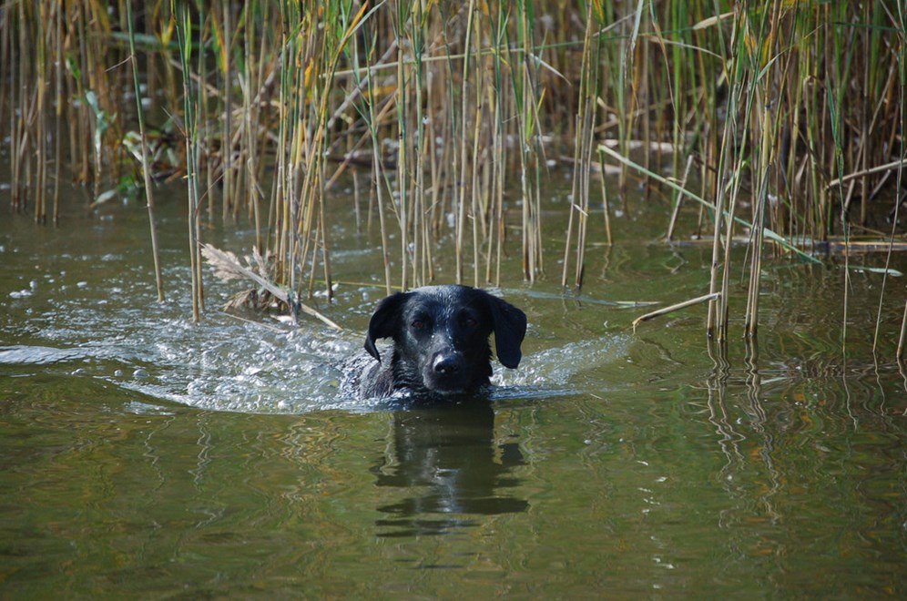 Simmande labrador. Foto: Madeleine Lewander