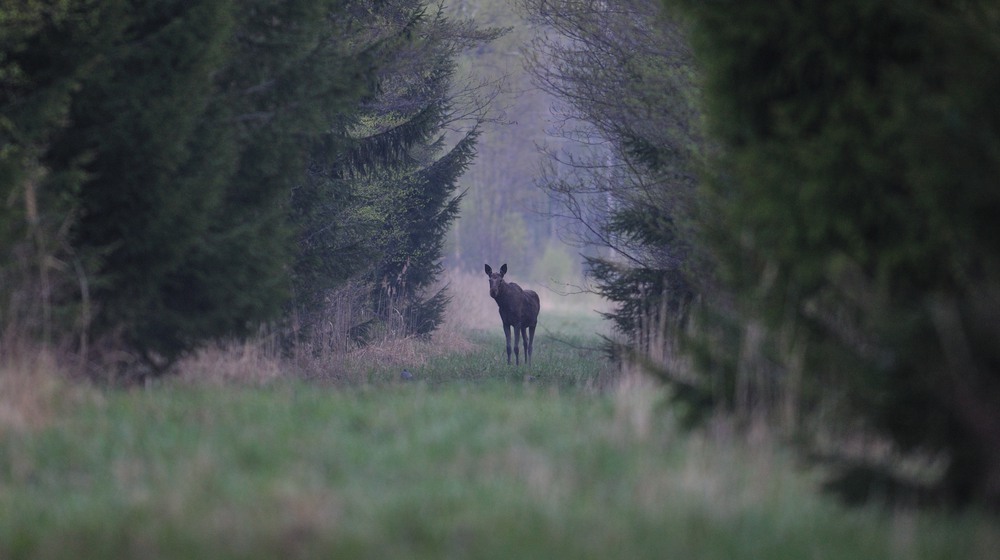 Foto: Mostphotos