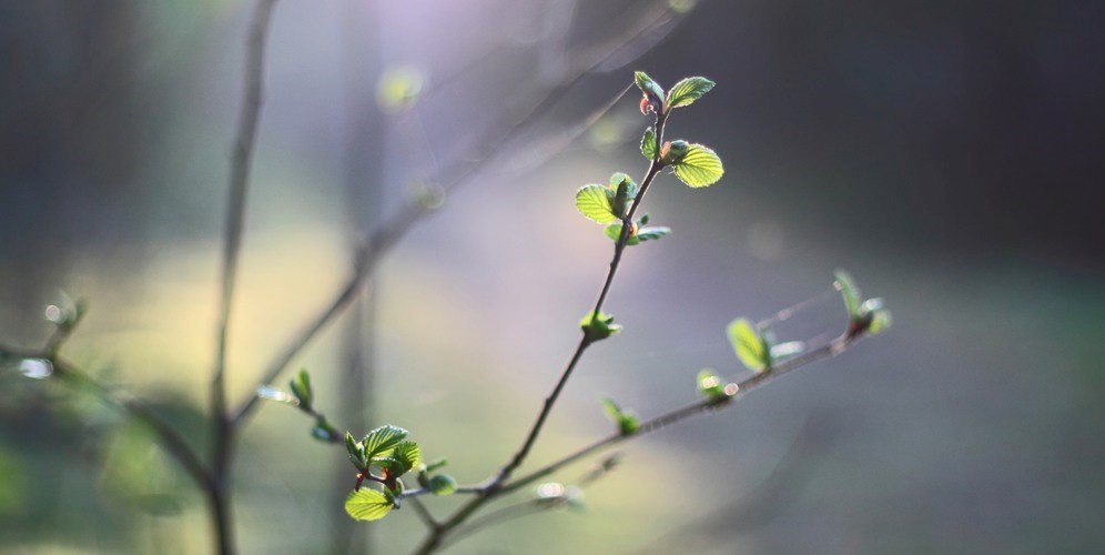 Foto: Mostphotos