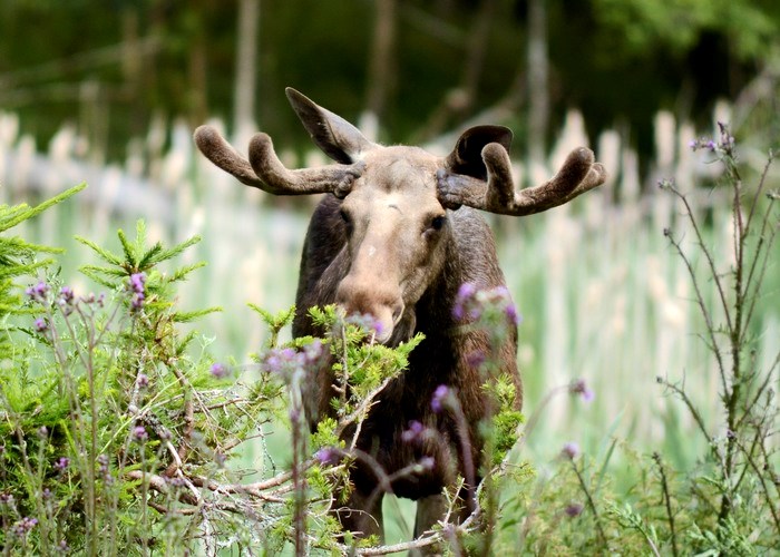 Foto: Johanna Thörnqvist