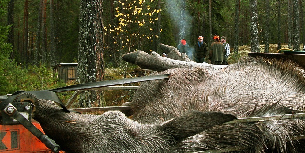 Älgjakt.