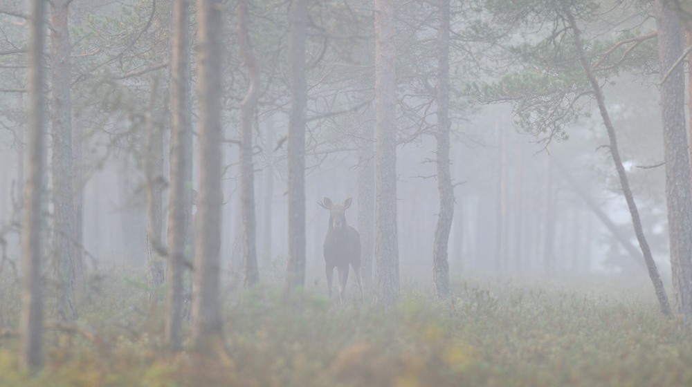 Foto: Mostphotos