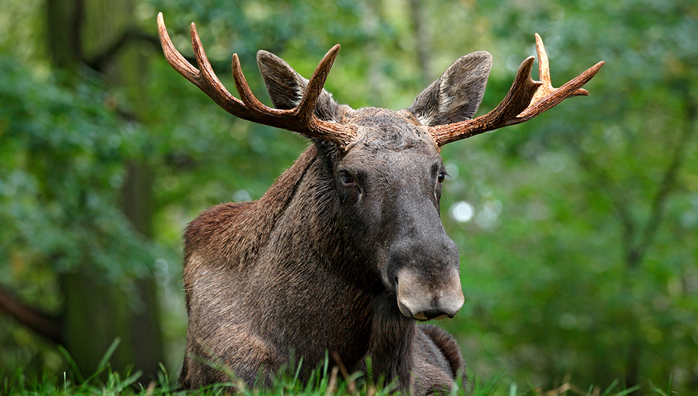 Foto: Ondrej Prosicky/Mostphotos