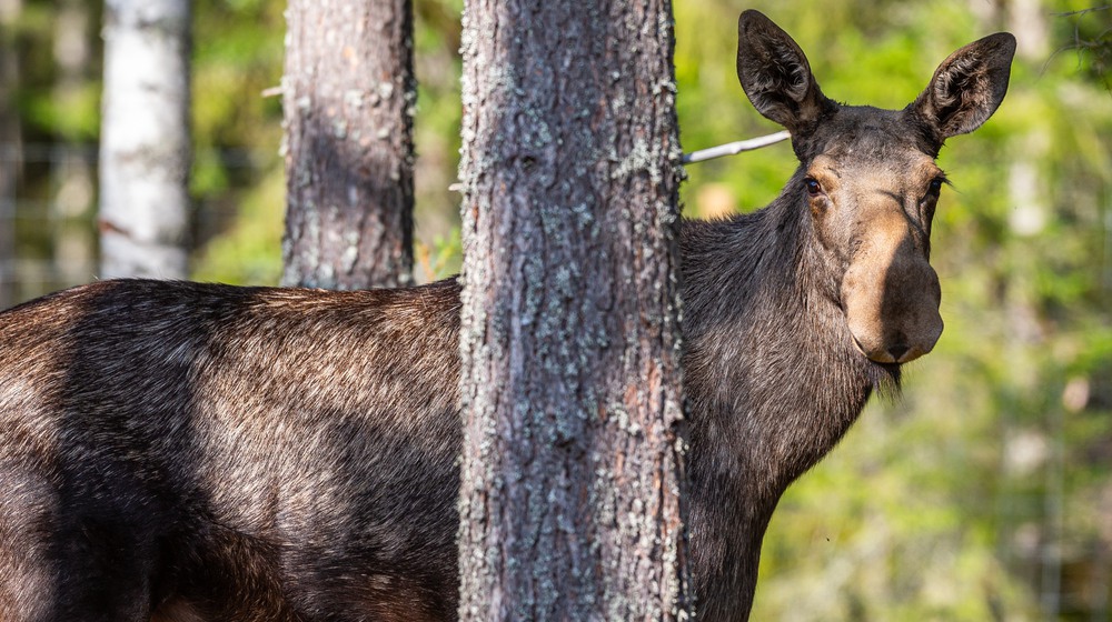Moose in the wilderness