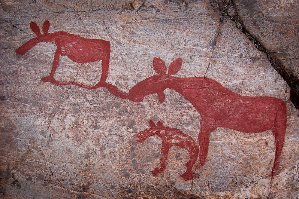 Älgen har funnits i Sverige sedan inlandsisen försvann. Idag beskylls den för att vara ett hot mot klimatomställningen. Svenska Jägareförbundet reagerar nu mot älgen skuldbeläggs för allting. Foto Mostphotos