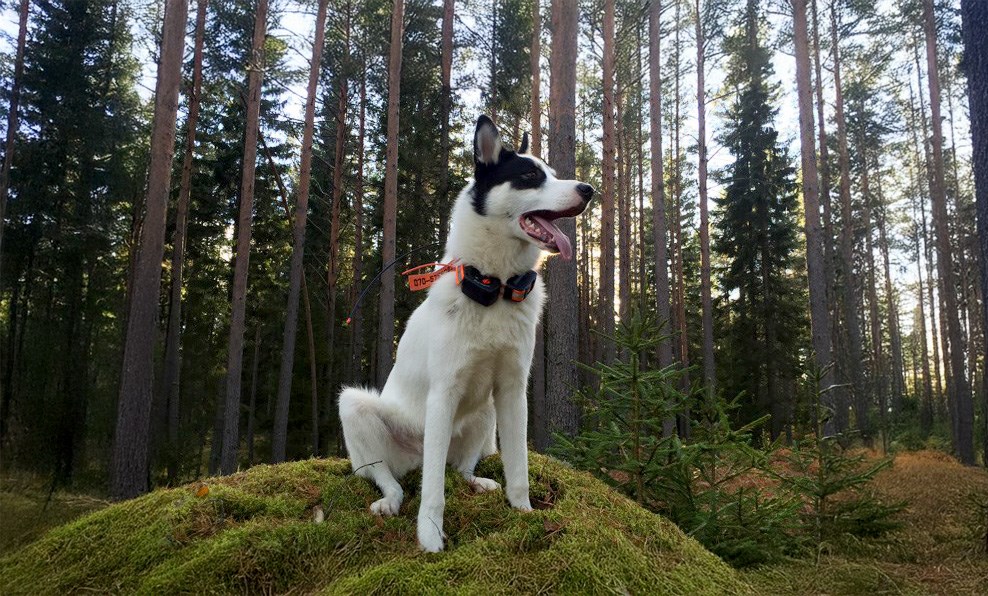 Östsibirisk laika. Foto: Robin Oscarsson