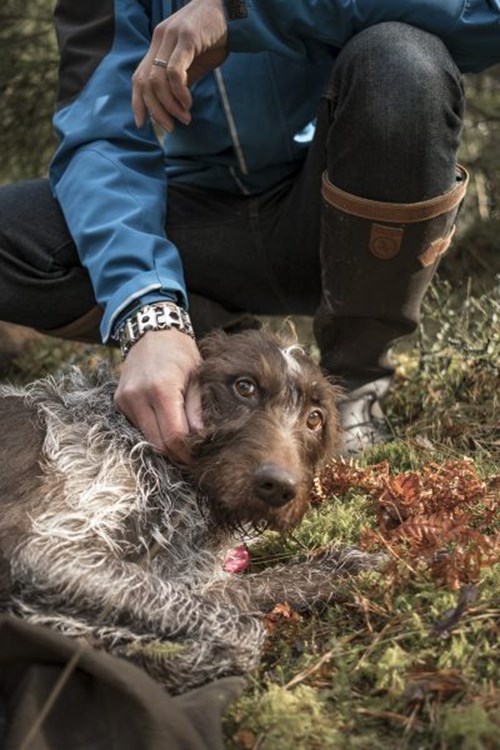 Hund skadad i skogen