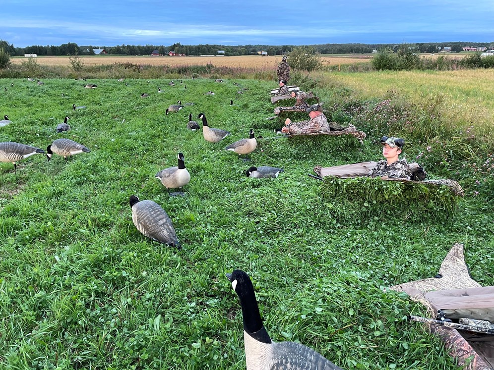 Foto: Ulf Lindroth. Bildbeskrivning: När gässen är på plats kan det vara en fördel att vara flera, det är mycket arbete med förberedelserna och flera skyttar kan ge fler gäss när de väl kommer.