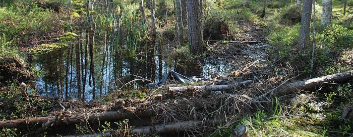 Dikespropp i skogen