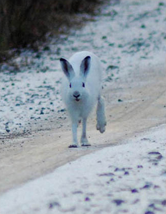 Fotograf: Johnny Olsson