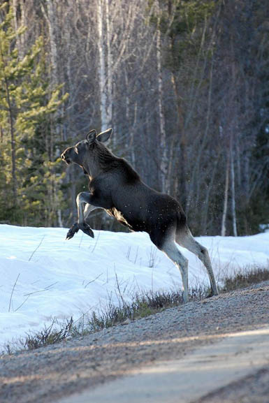 Pigg fjolårskalv.