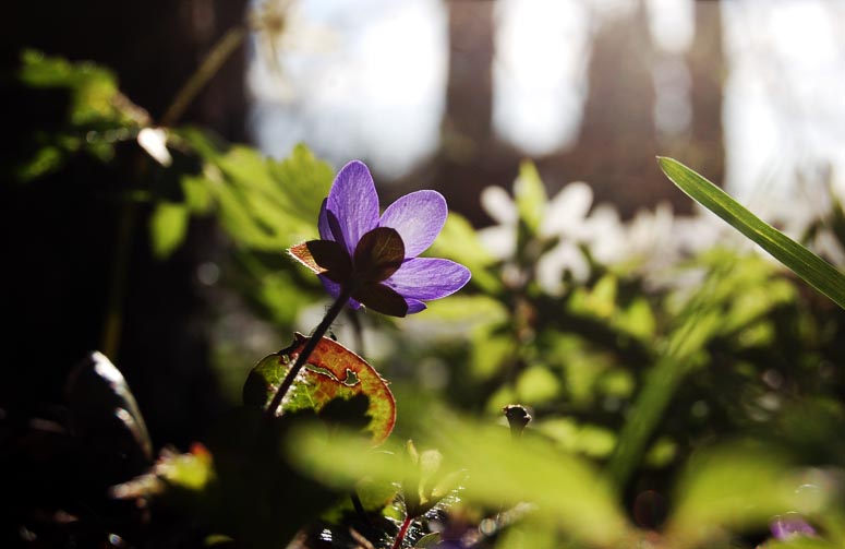Fotograf: Johanna Thörnqvist