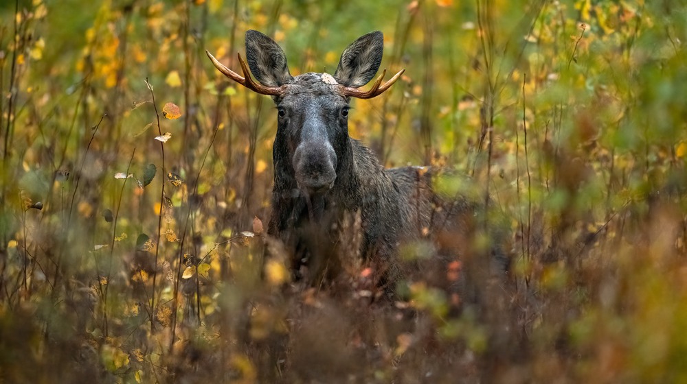 Foto: Erik Mandre/Mostphotos