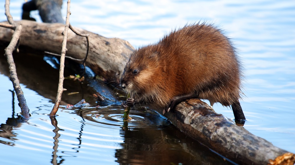 Foto: Joseph S Fuller/Mostphotos