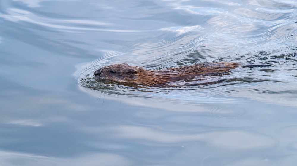 Foto: Dmitry Potashkin/Mostphotos