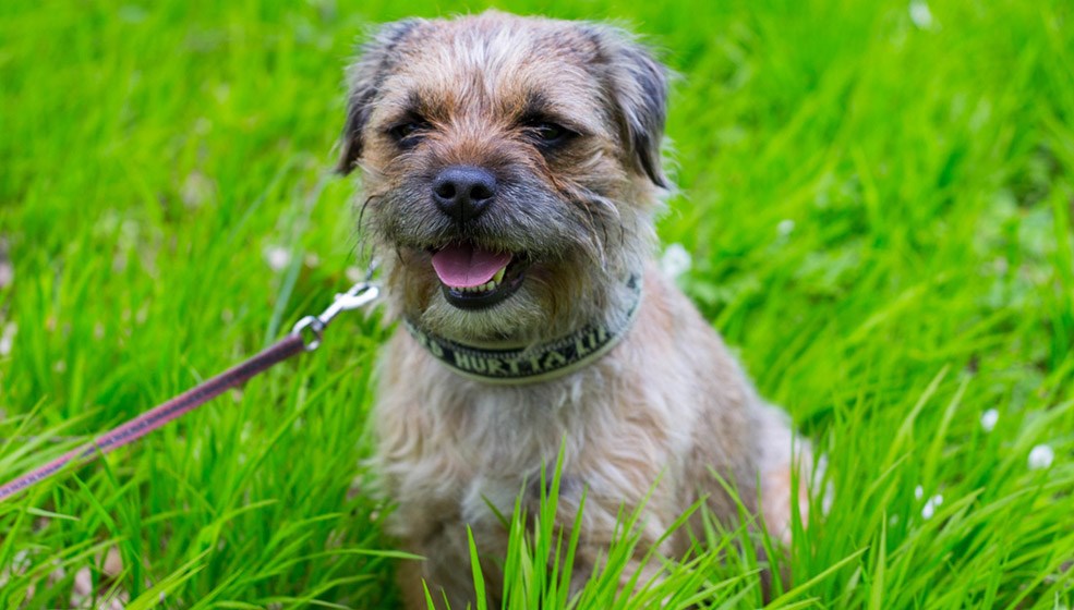 Borderterrier i koppel i grönt gräs.