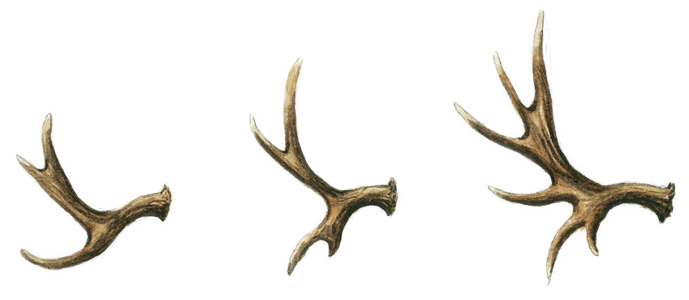 Stånghorn. Illustration: Rolf Svensson