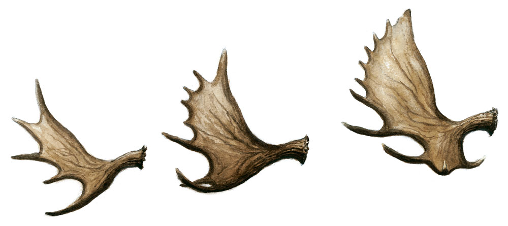 Skovelhorn. Illustration: Rolf Svensson