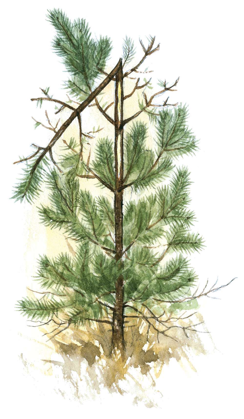 Kraftigt älgbete på en ung tall. Illustration: Rolf Svensson