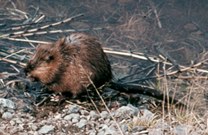 Foto: Kjell Danell