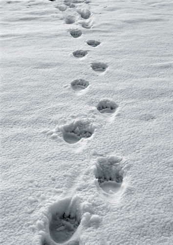 foto: Kenneth Johansson