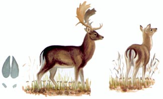 Illustraion: Dick Forsman