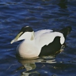Foto: Kenneth Johansson