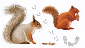 Illustratör: Henrik Ekman