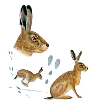 Illustratör: Dick Forsman