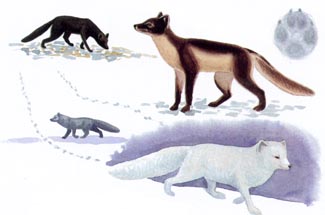 Illustratör: Dick Forsman