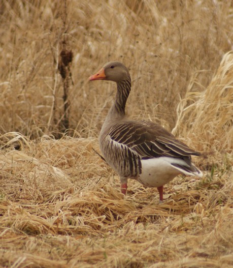Foto: Markus Olsson