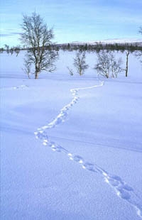 Foto: Göran Ekström