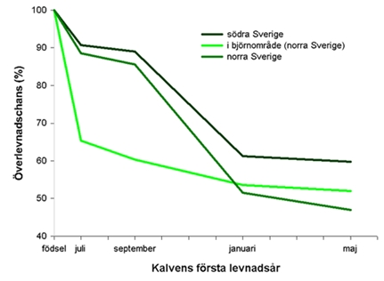 Kalvöverlevnad