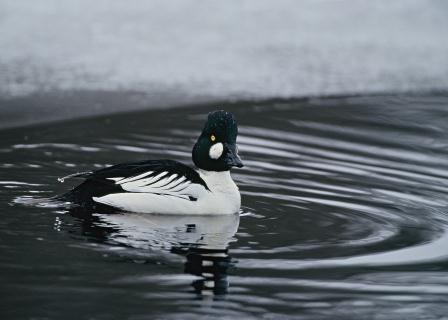 Foto: Kenneth Johansson