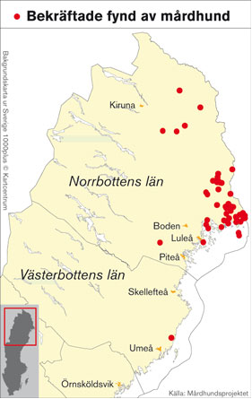 Illustration: Ann-Katrin Hallin och Torbjörn Gozzi, SLU. Figur 3. Bekräftade fynd av mårdhund i Sverige år 2008.