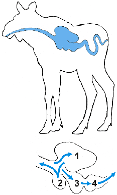 Figur 1. Skiss på idisslarna matsmältningsorgan.