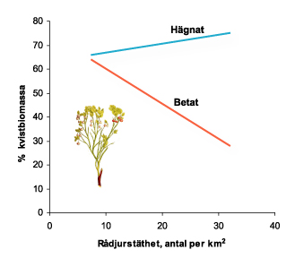 Rådjur betestryck