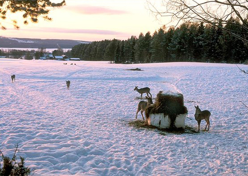 Foto: Göran Ekström