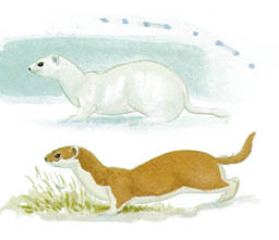 Illustratör: Dick Forsman